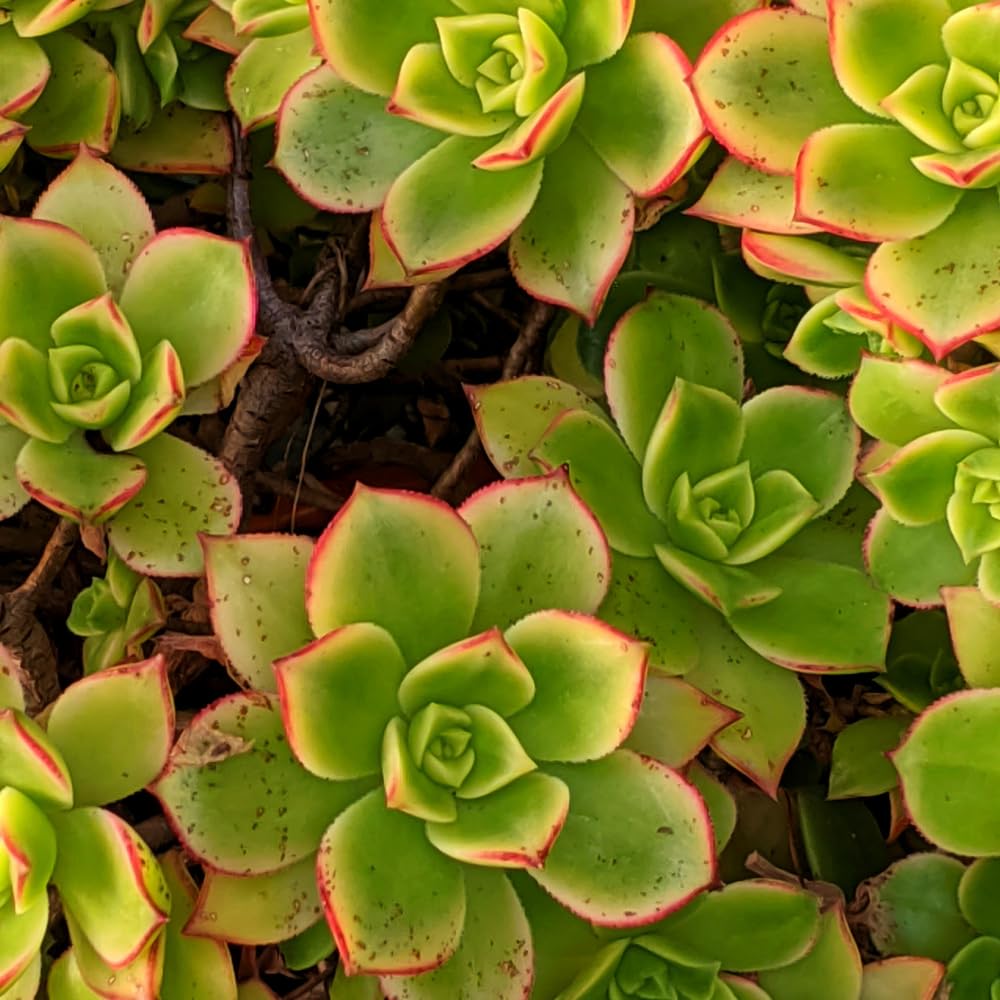 Aeonium Succulents Plant Live, Yellow Pink Green Aeonium Plant, House Plant Live 4 Inc Potted, Easy to Plant Gardening