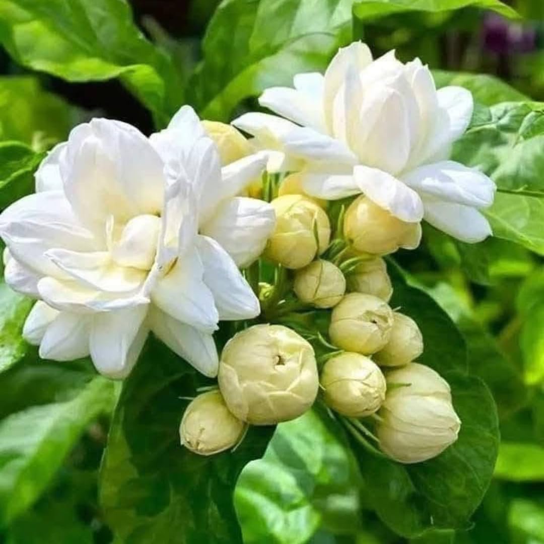 Grand Duke Jasmine Plant | Tuscany Jasmine Plant | Size 5 to 8 Inch Tall | Fragrant Flowering Jasmine | Year Round Blooming | Well Rooted