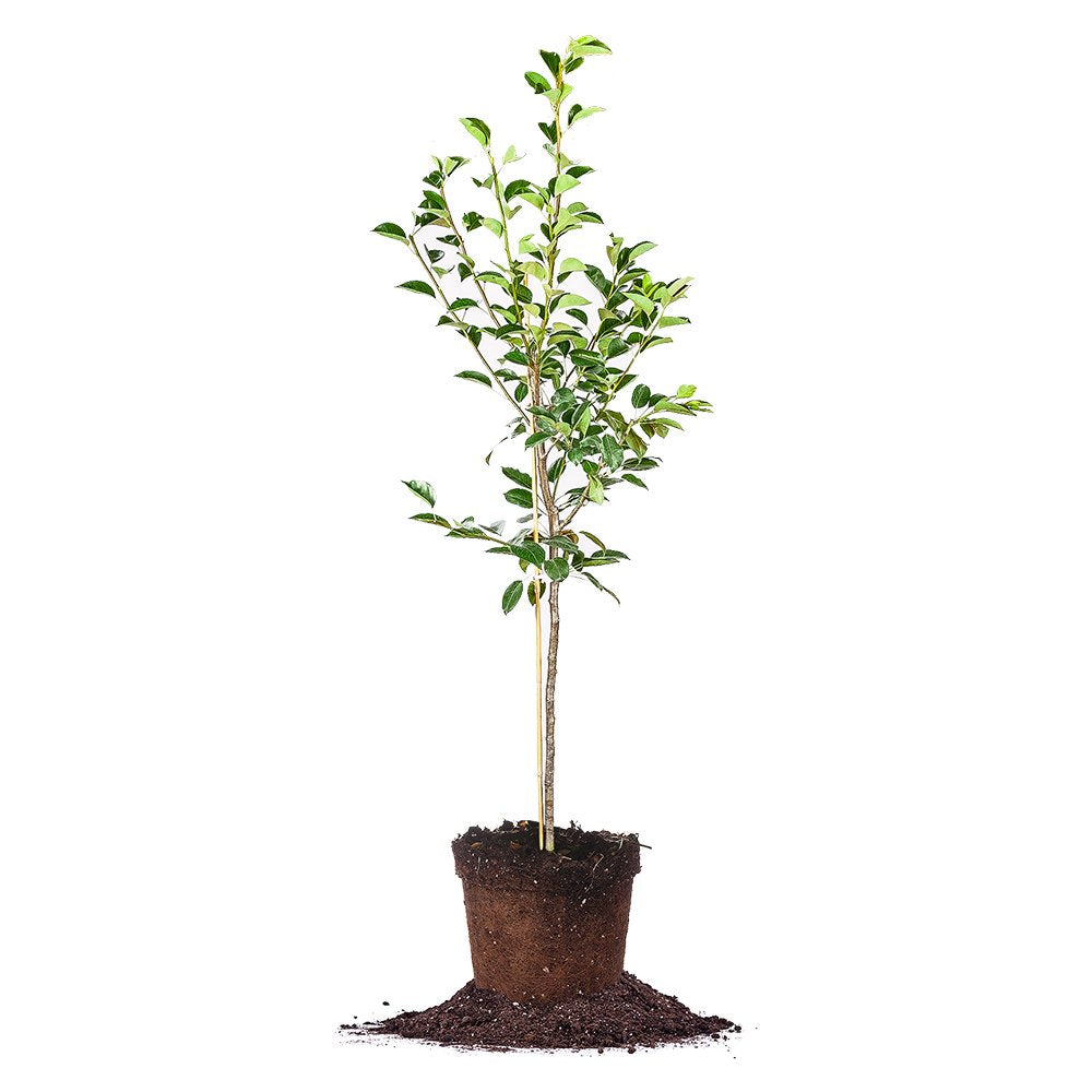 Kieffer Pear Tree 4-5'