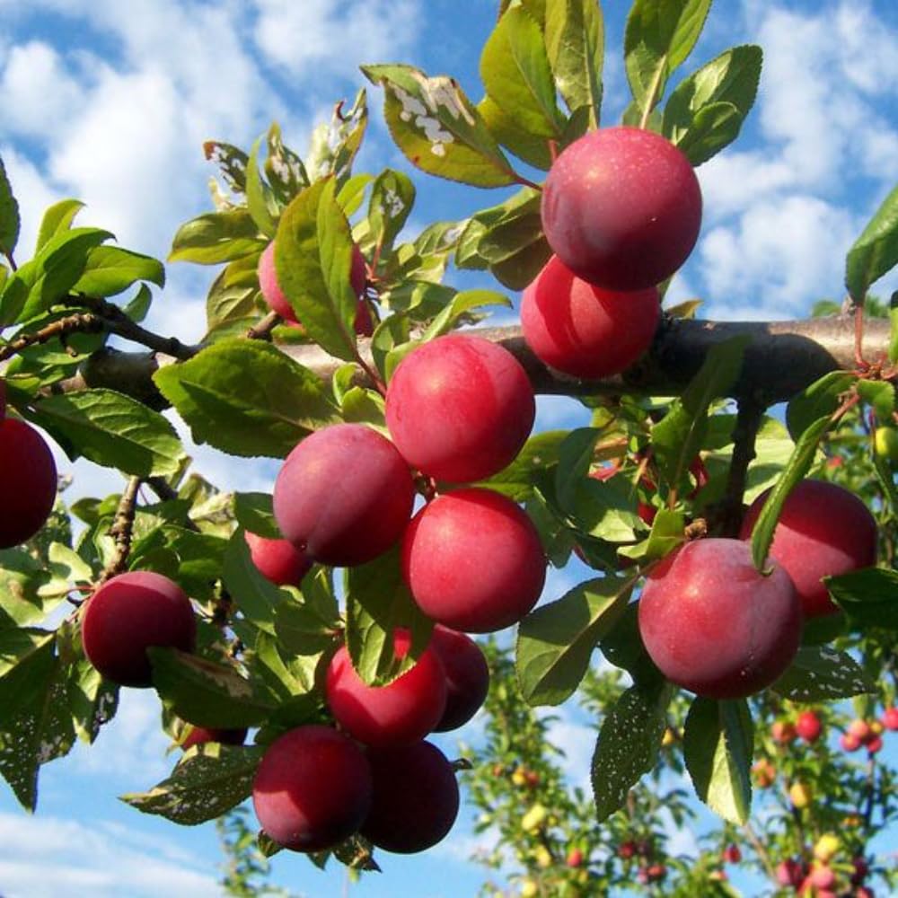Methley Plum Tree Live Plant, Red Plum Plant Live, Well Rooted, 3 Feet Tall, Sweet Plum Tree for Outdoor Planting, No Ship to CA
