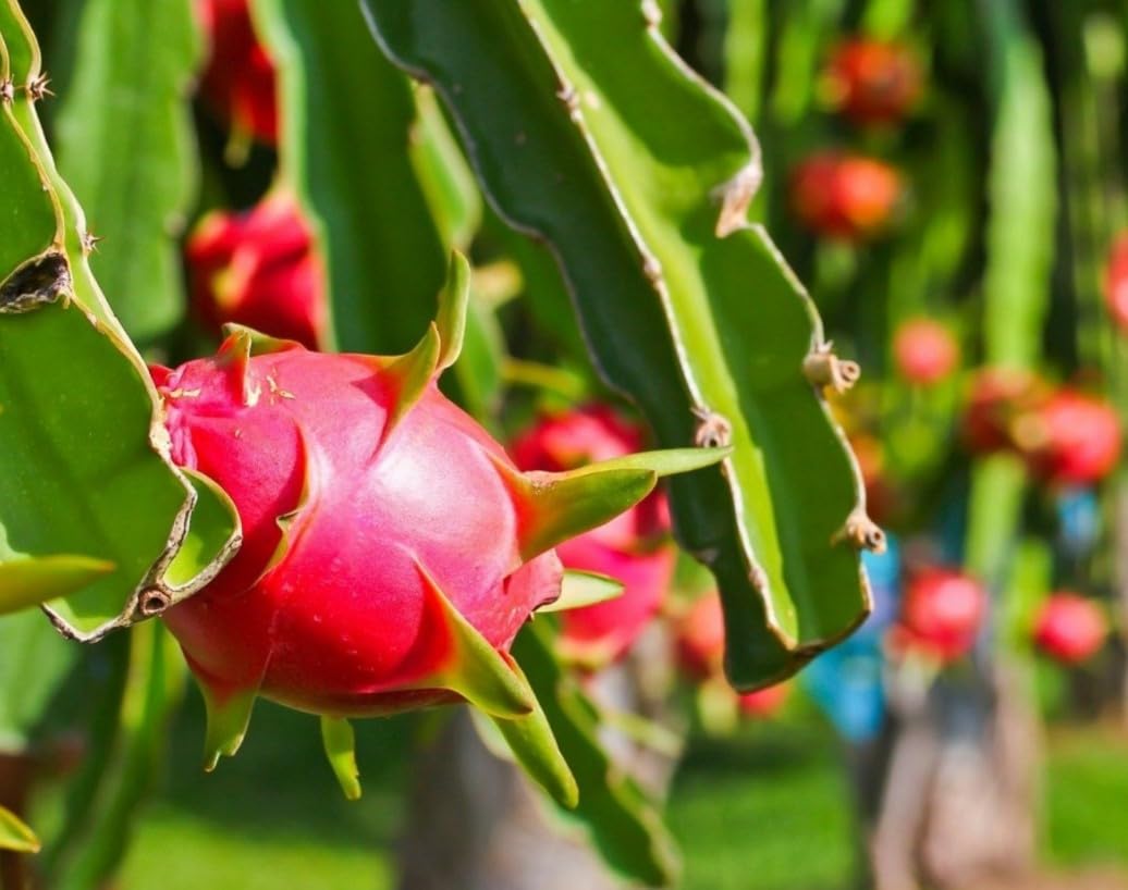 Red Dragon Fruit Plant Live 12 Inch Tall in Quart Pot, Sweet Tropical Fruit Plant, Red Pitaya Plant for Outdoor Garden