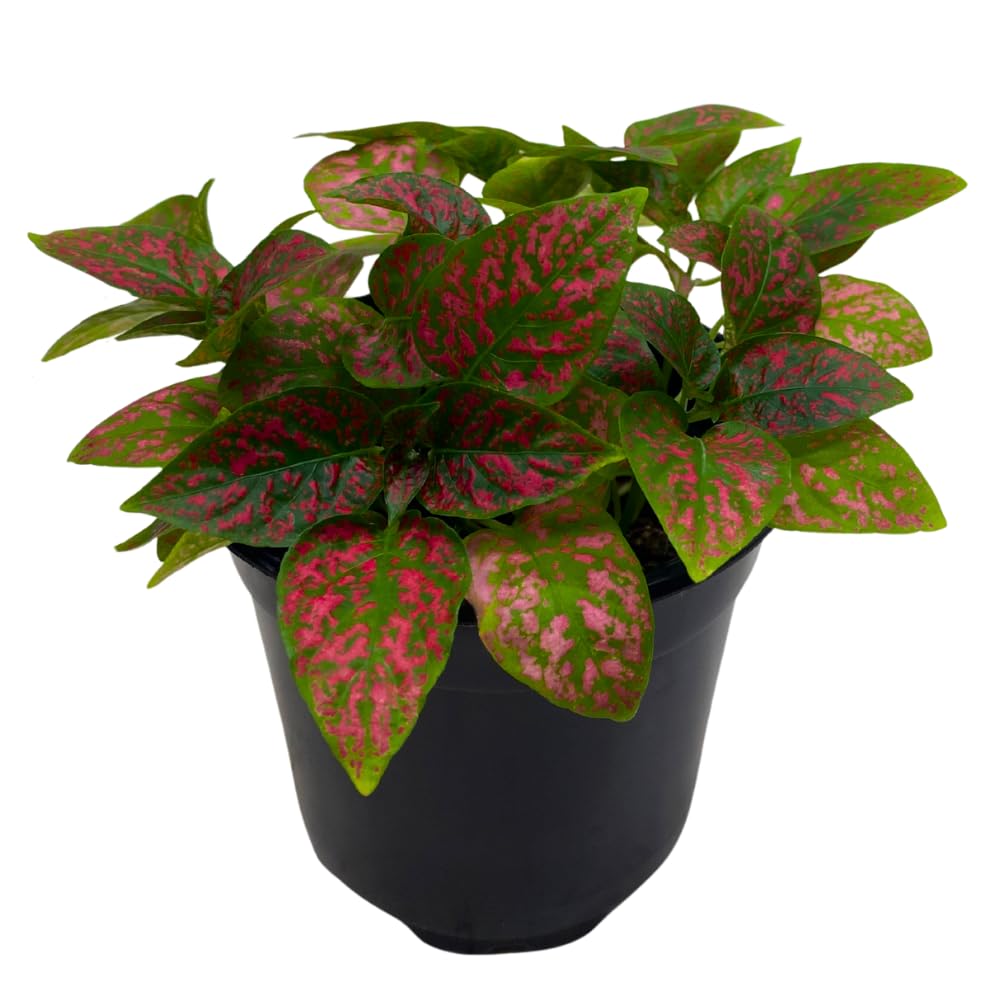 BubbleBlooms Red Hypoestes Phyllostachya in a 4 inch Pot Polka Dot Flamingo Plant