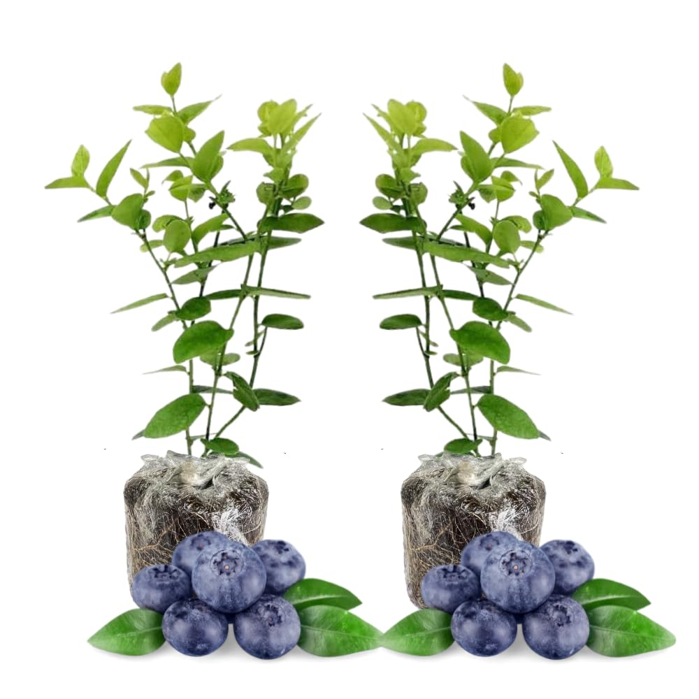 2 Blueberry Trees Live Plants 5 to 9 Inch Tall, Sweet Blueberry Bush Live Plant for Planting, Blueberry Fruit (Emerald Blueberry)