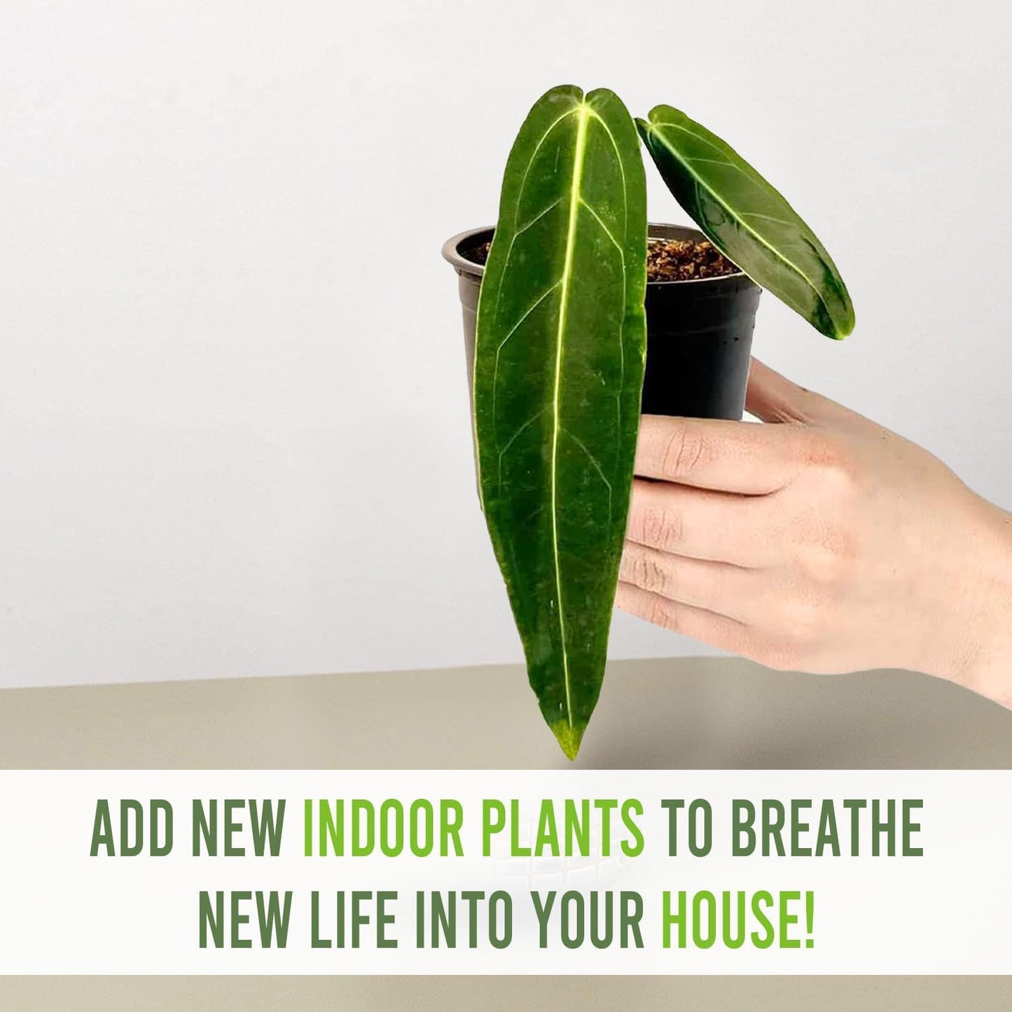 LEAL PLANTS ECUADOR Anthurium Warocqueanum & Philodendron Mamei Silver (Pack of 2), Rare Exotic Indoor Plants | Air-Purifying & Easy-Care Houseplants| Perfect for Home & Office Décor