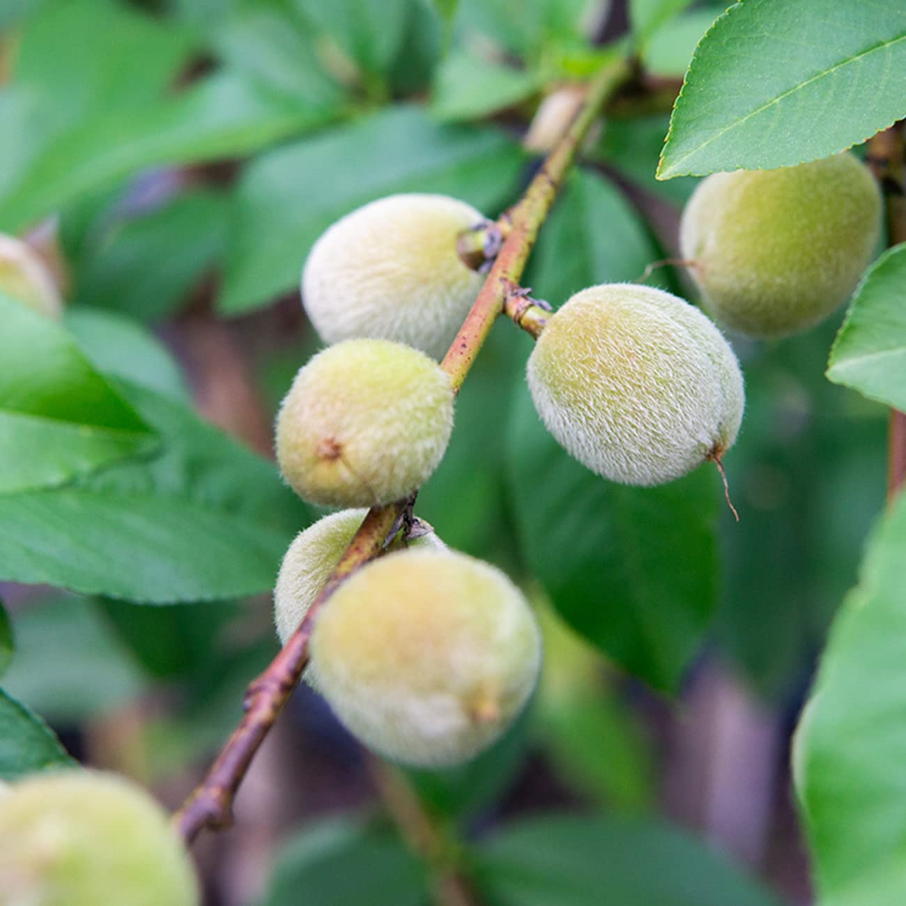 PERFECT PLANTS Early Elberta Peach Tree 4-5 Feet | Live Fruit Tree for Outdoor Planting | Sweet & Healthy Fruit | Spring Blooming Flowers Mature to Ripe Fruits in Summer