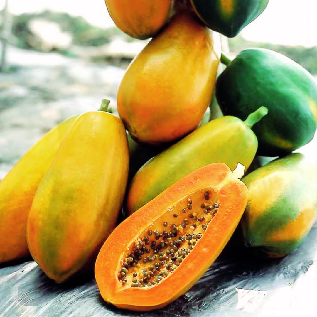 Papaya Tree Live Plant, 8 to 9 Inch Tall, Papaya Plants Live, Papaya Live Plant, Live Papaya Tree, Grow from Heirloom Seeds