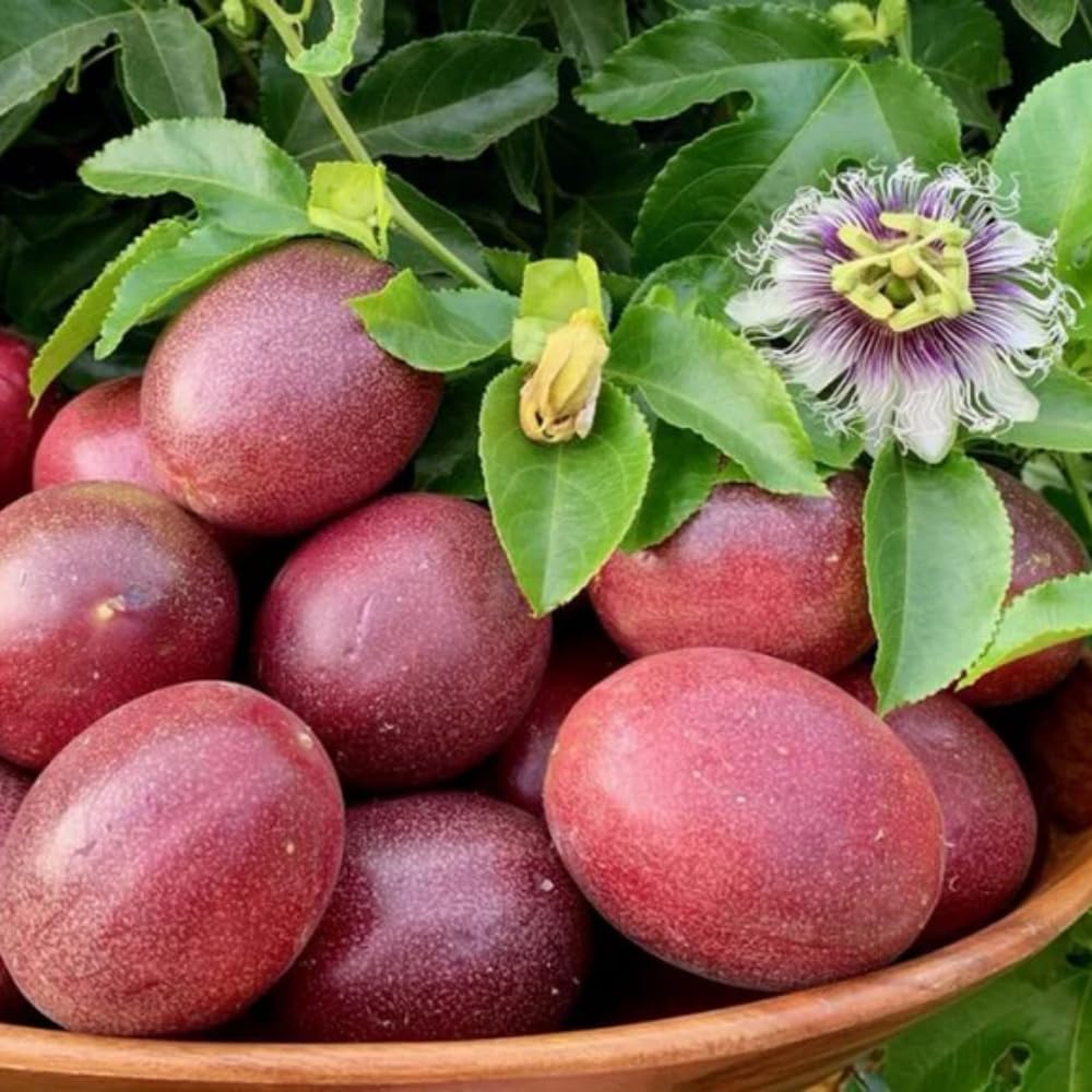 Passionfruit Plant, Passion Fruit Vine 5-8'' Tall, Hardy Fruit Tree Live for Home Gardens and Containers Planting (Purple Passionfruit)