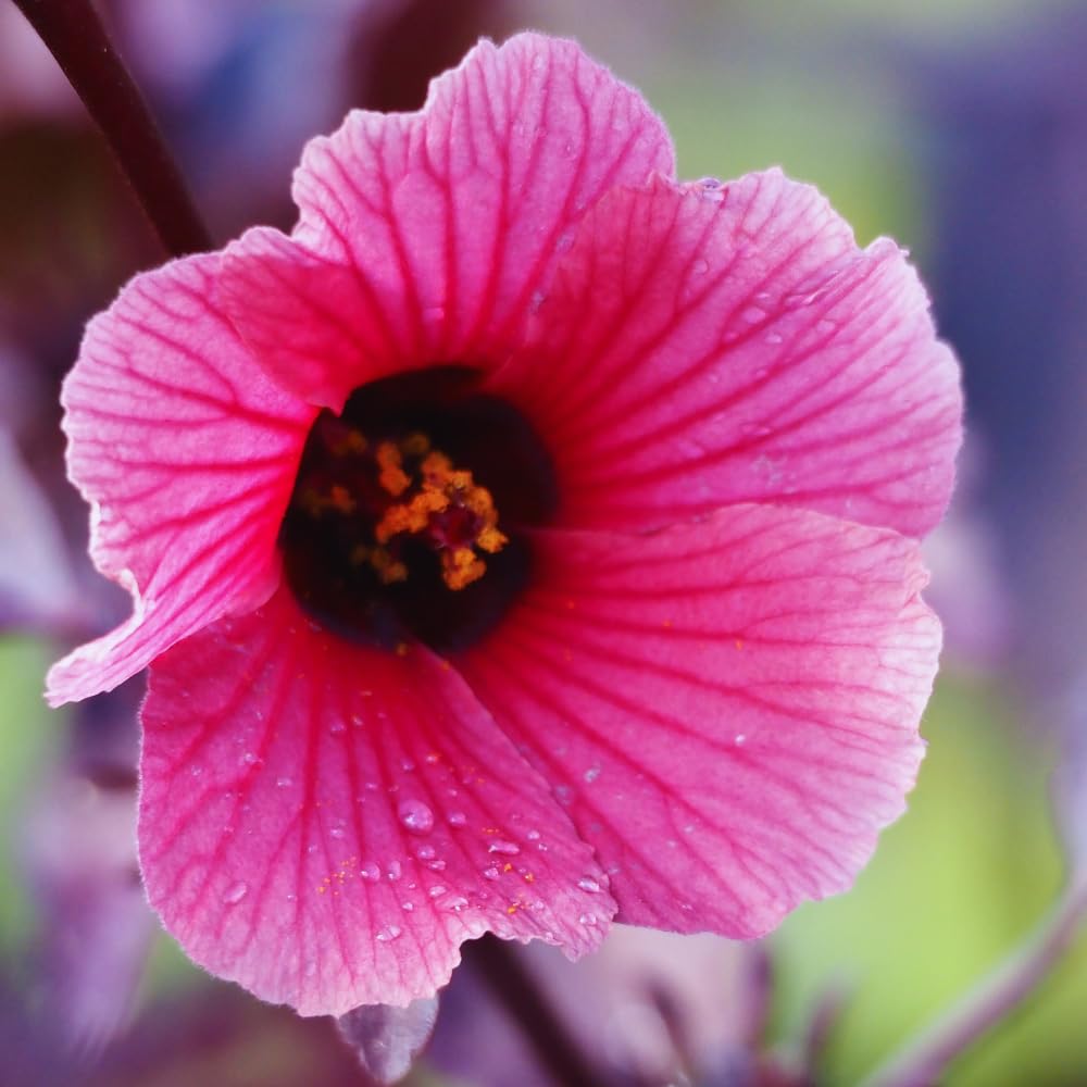 Red Leaf Hibiscus Plants Live, 3 Live Cranberry Hibiscus Plants, Size Plant 5 to 7 Inc Tall
