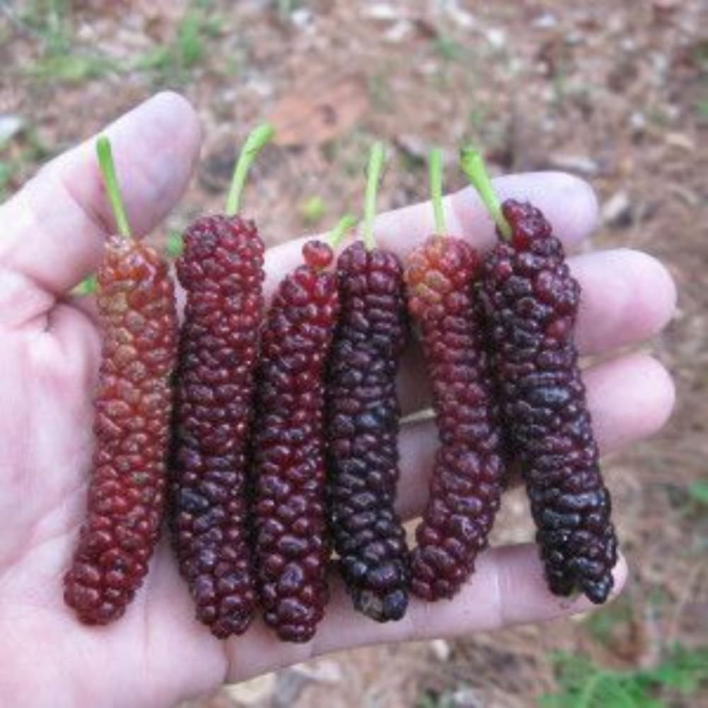 2 Mulberry Tree Live Plant, Pakistan Mulberry Plants Live for Planting Fruit Trees Indoor Outdoor Garden