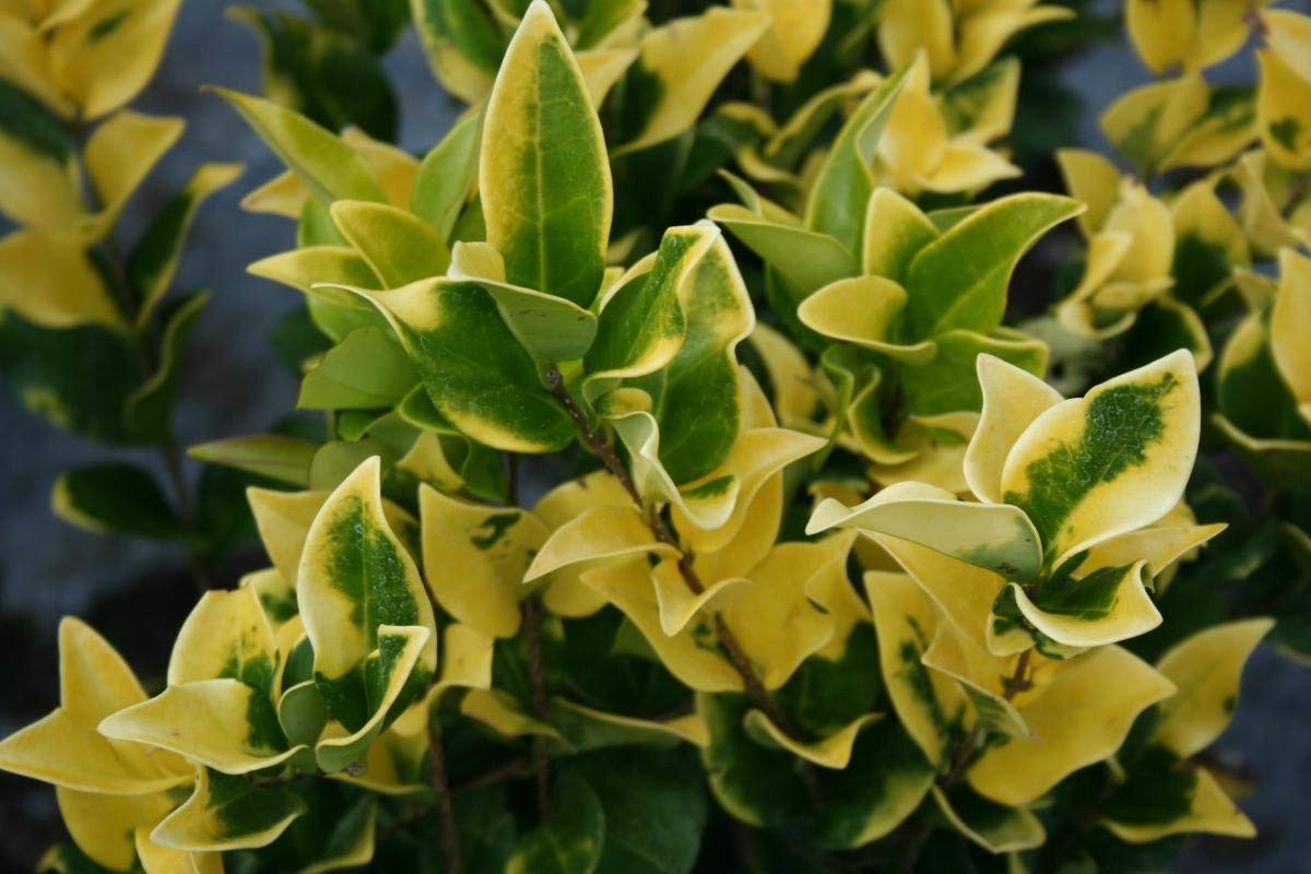 Ligustrum Japonicum Howardi - 3 Live Plants - Privet Howardii - Variegated Evergreen Shrub