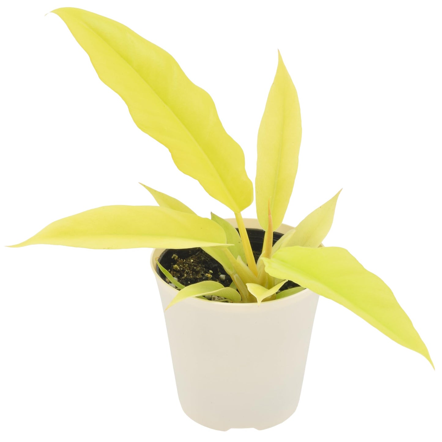Arcadia Garden Products Live Golden Crocodile Philodendron Rare Indoor Houseplant in Plastic Pot, Tropical Plant Collector Gift for Home and Garden Decor, 4-inch, Beige