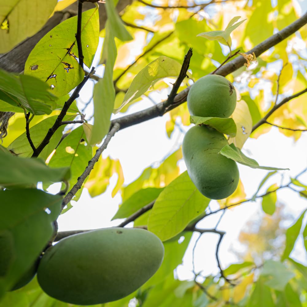Set 2 Pawpaw Bareroots Live Plant 12-18 Inches Tall, Pawpaw Tree, Asimina Triloba Fruit Tree, Cold Hardy for Outdoor Gardening