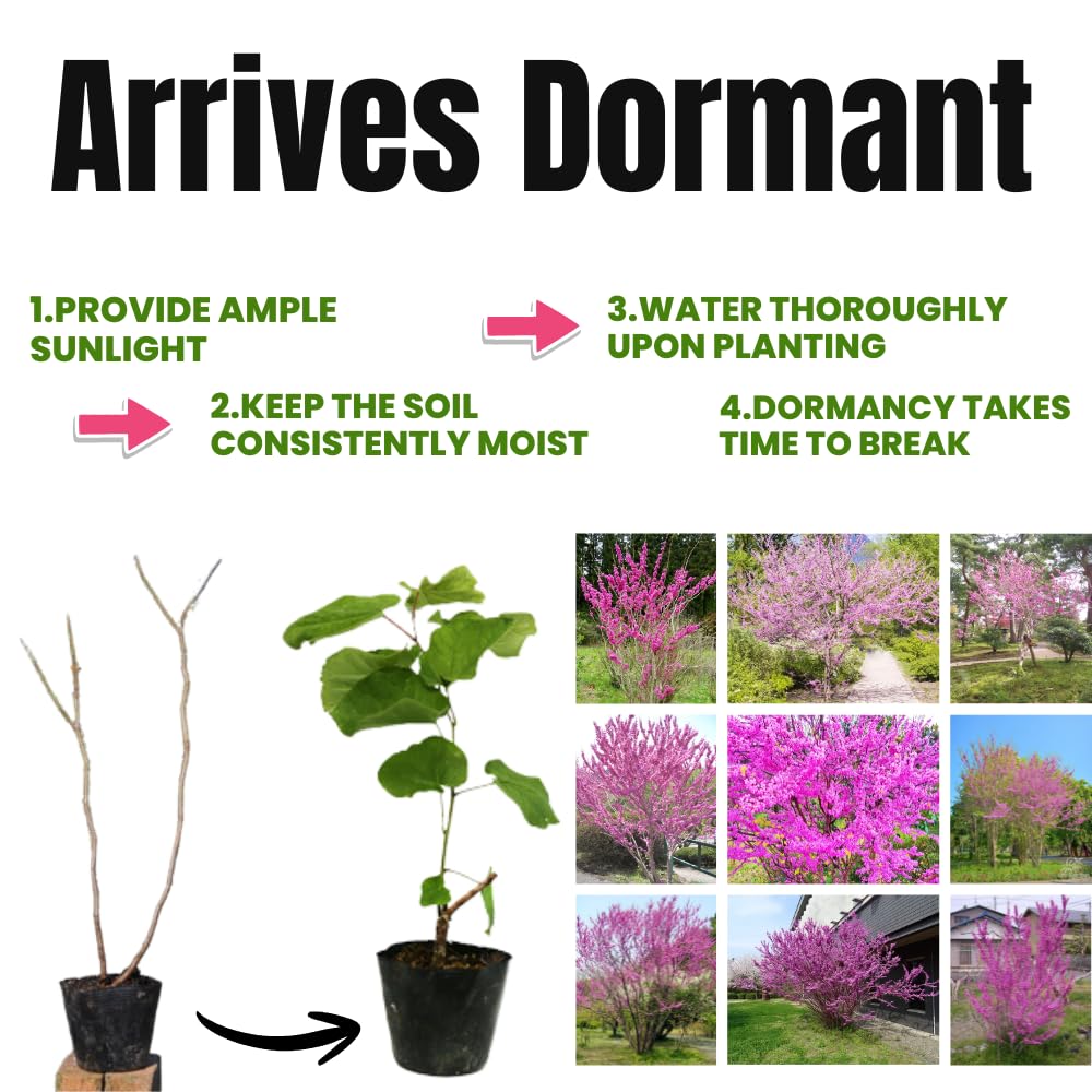 Cold Hardy Purple Pink Redbud Tree Live Plant in Quart Pot, Eastern Red Bud Plants, Vibrant Spring Blooms in Zones 4 to 9, No Leaf in Winter