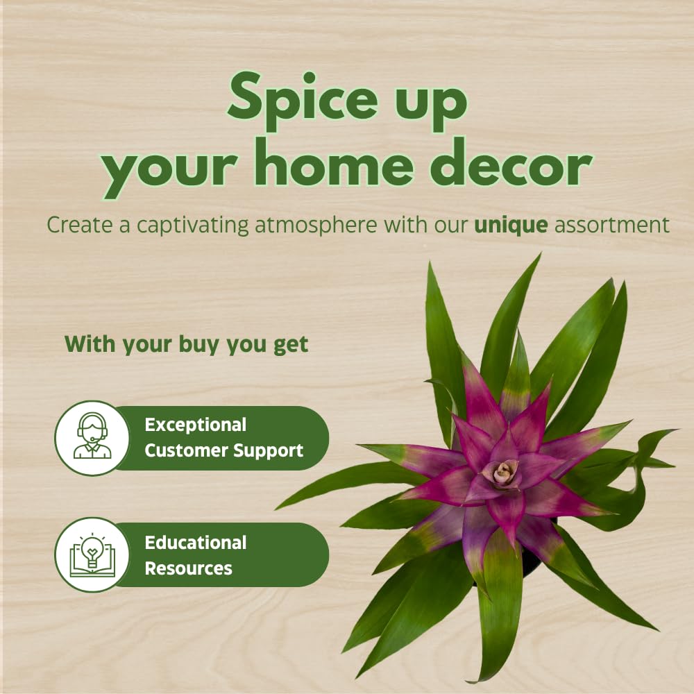 BubbleBlooms Purple Bromeliad in a 4 inch Pot Guzmania monostachia West Indian Tufted Airplant
