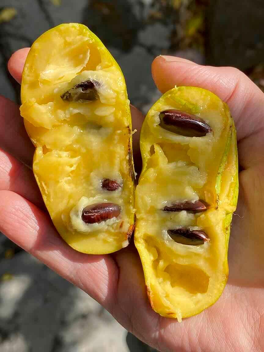 1 Year Old Pawpaw Tree Plant Live, Sweet Custard-Like Paw Paw Plant, 6-12'' Tall, Ready to Grow Outdoor Garden