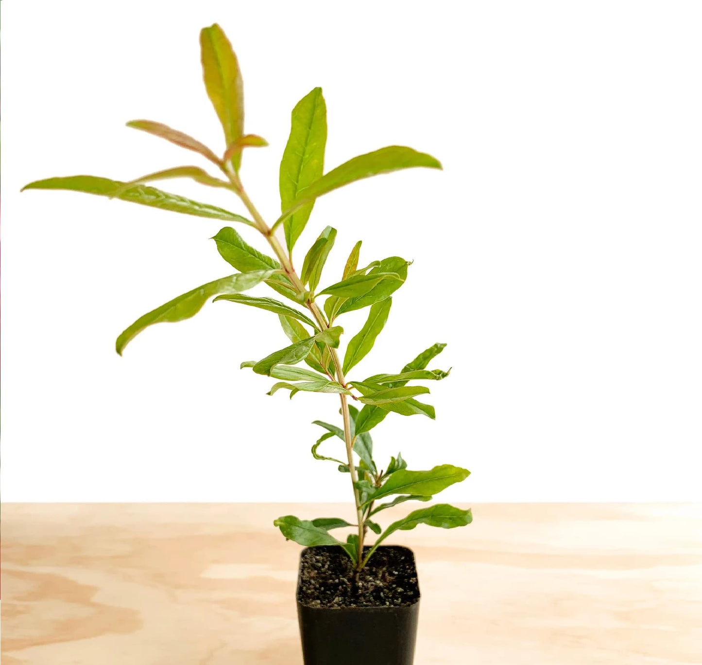 Pomegranate 'Wonderful' (Punica Granatum) - 2 inch Pot Live Plant - Grown in California.