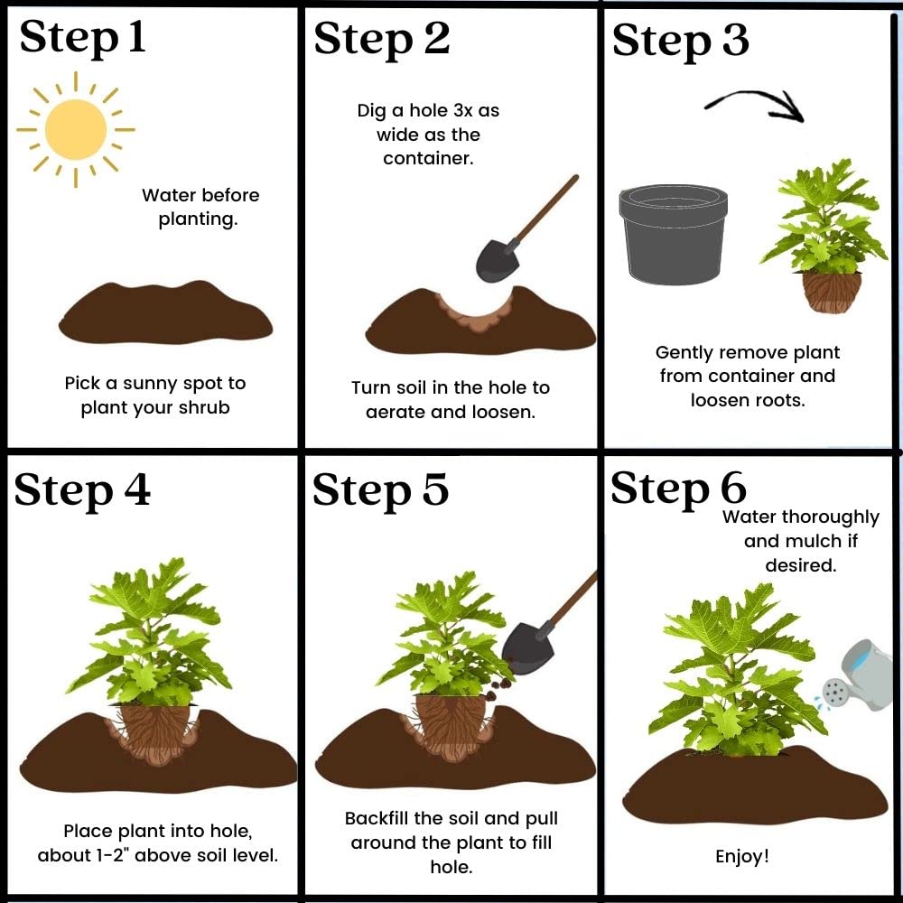 Fig 1 Gal. Black Mission Fig Plant