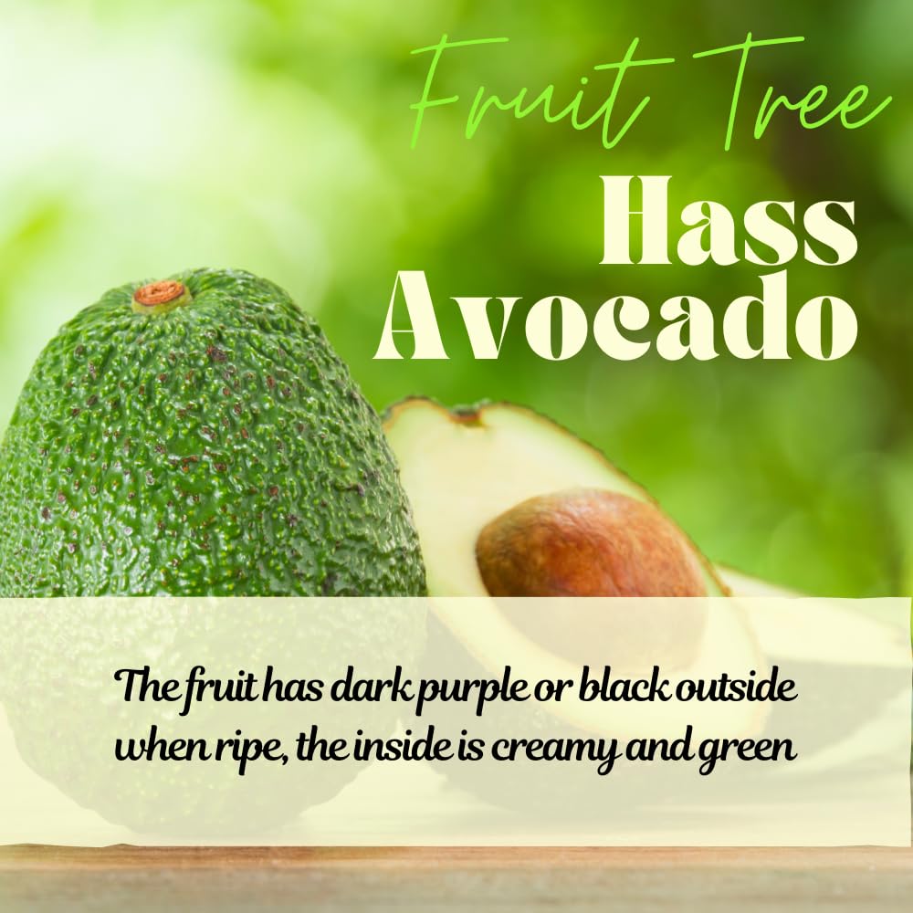 HASS Avocado Tree, Avocado Trees Live Plants in 3 Gallon Pot, Fruit Bearing Plant for Outdoor Garden, 1-2 Feet Tall, No CA