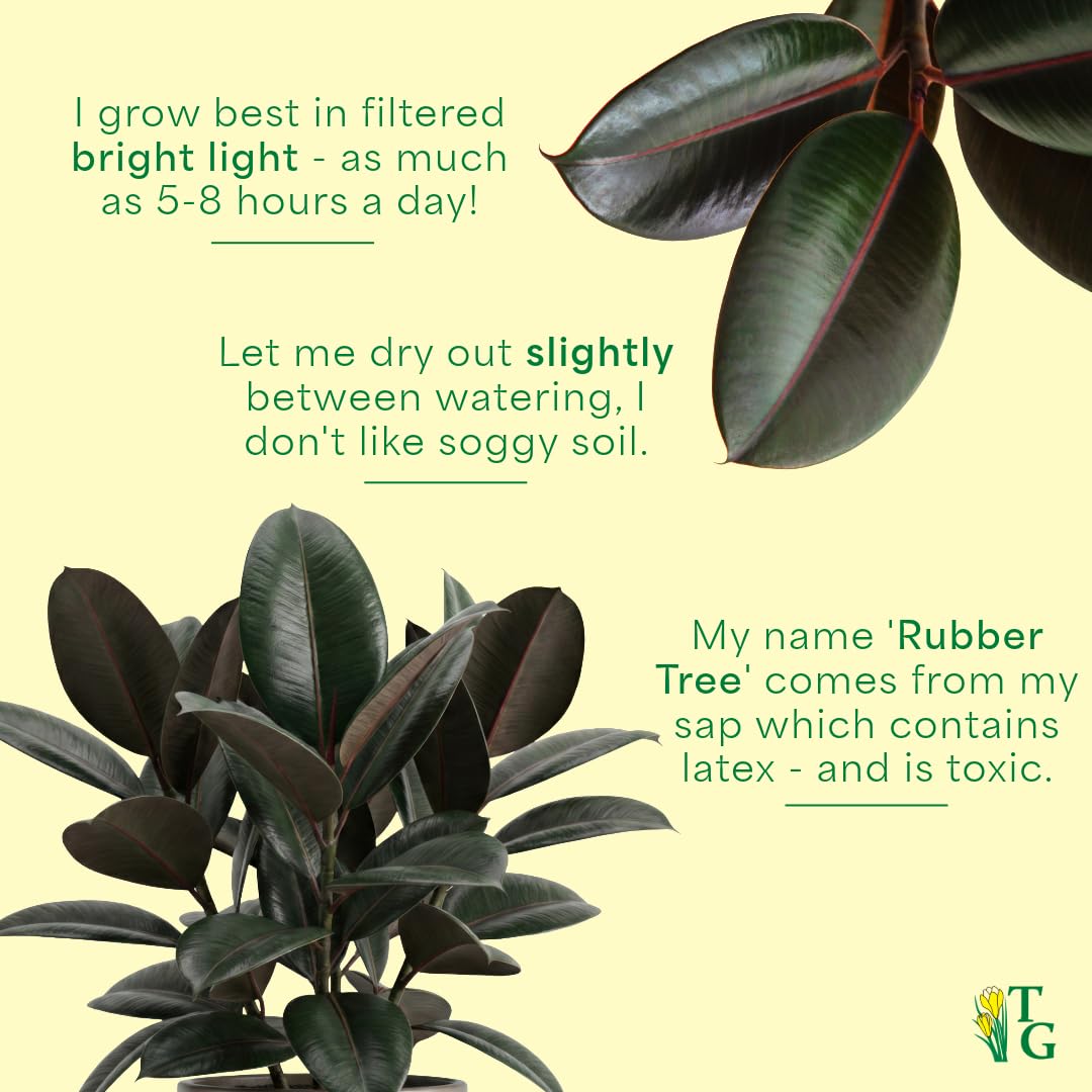 Thorsen's Greenhouse Ficus elastica, Live Indoor Plant, Rare Variety, Natural Air Purifier, Burgundy Rubber Plant, 4-Inch Diameter Pot (Nursery Pot)