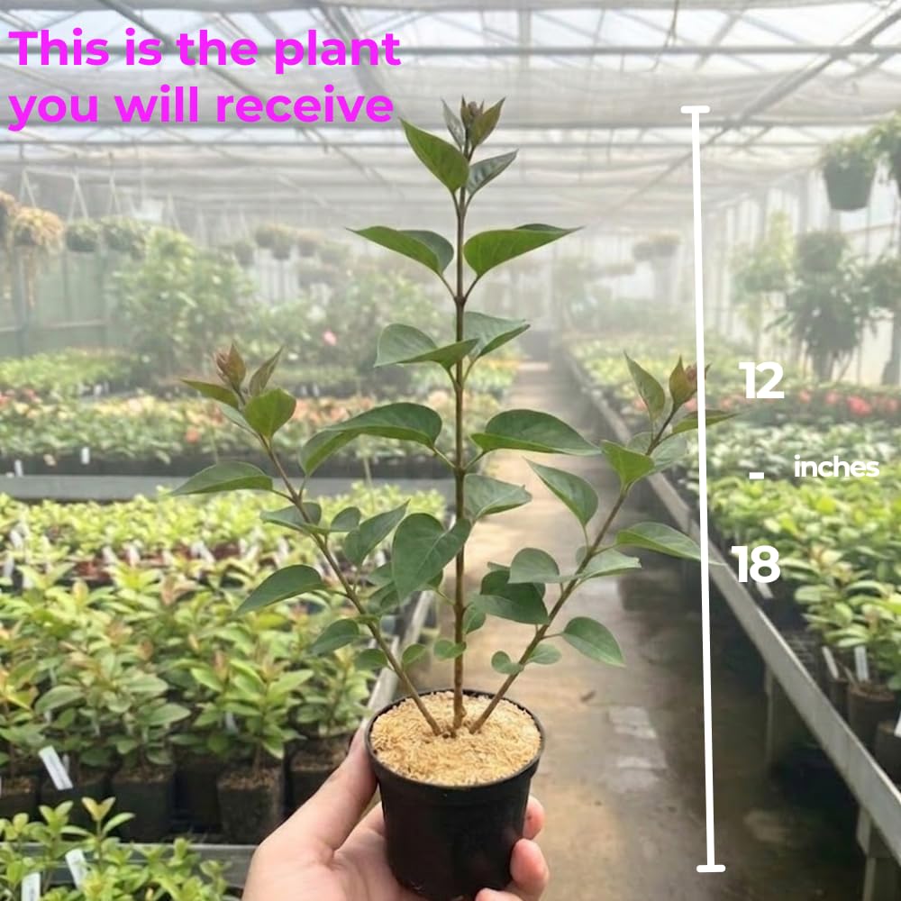 Purple Lilac Bush Tree, 1 Quart Pot Starter Plant, Cold Hardy, Low Maintenance, Fragrant Lilac Tree Ready to Plant for Outdoor Garden
