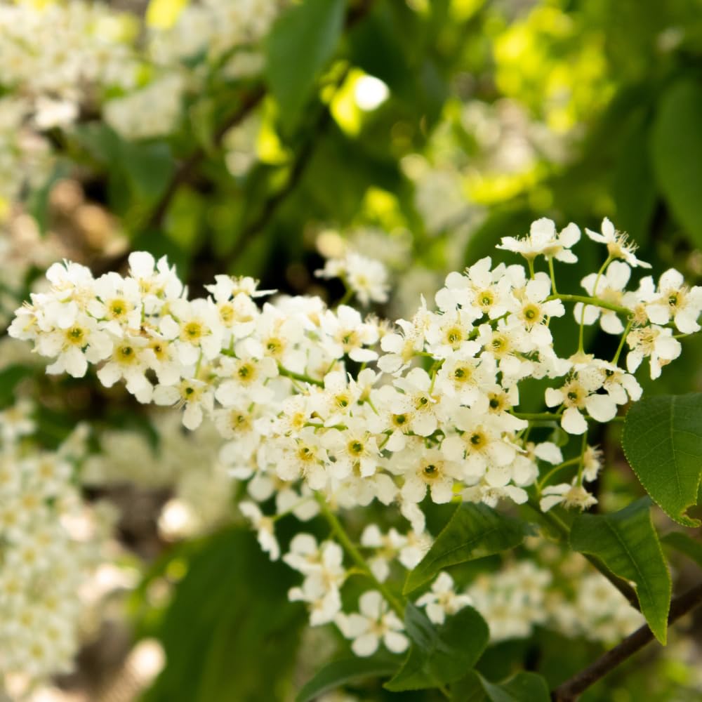 Chokecherry Plant Live, Chokecherry Plant for Planting, 7-9 Inc Tall, Hardy Edible Berry Shrub for Garden and Backyard Growing