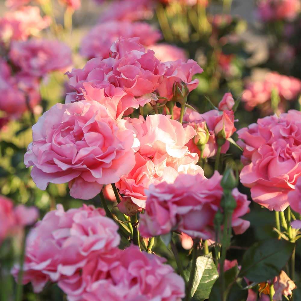 Heirloom Roses Rose Plant - Paris de Yves St. Laurent ™ Pink Rose Bush, Hybrid Tea Live Plant for Planting Outdoors