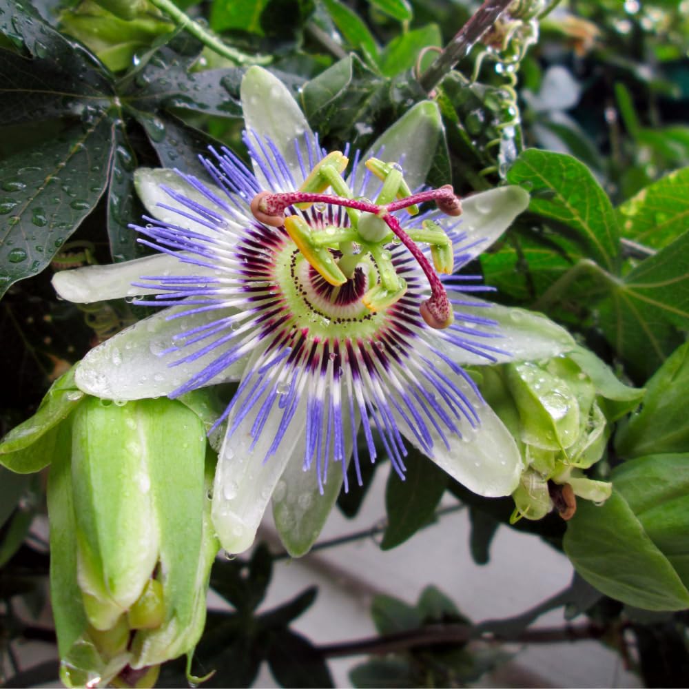 Blue Passion Flower Plant - Blue Passion Flower Vine Live Plant - Size 5 to 7 Inch Tall, Passiflora Flowers Starter Plant, Without Pot