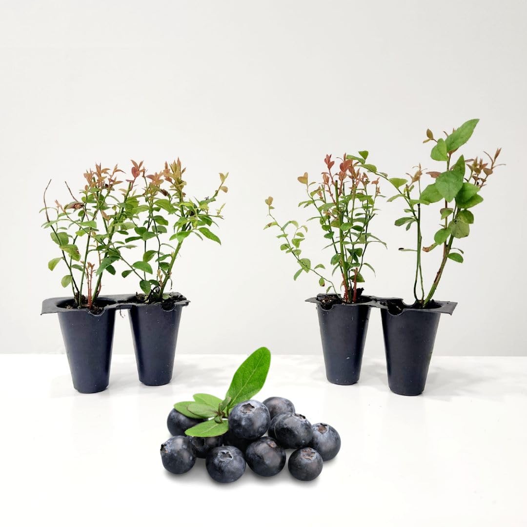 Live Chandler Blueberry Bushes (4 Pack) – Northern Highbush Blueberry Bushes for Planting, Vigorous Growth, Extended Harvest Season, Suitable for Various Climates