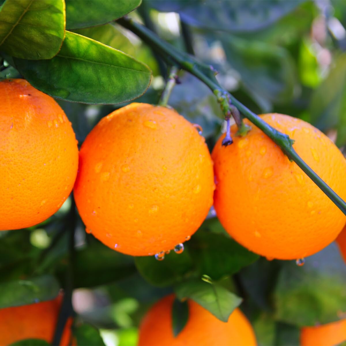 Live Plant - Valencia Orange Tree - 26-30" Tall - Live Citrus Plant - Grafted - Gallon Pot