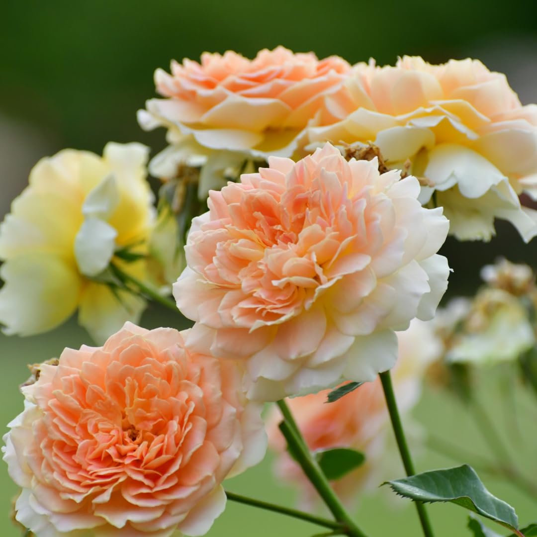 Honey-Apricot Rose Bushes Ready to Plant, Climbing Roses Live Plants Fragrant, 6-8 Inc Tall in Pot, Year-Round Blooming, Can Grow as Bush or Climber