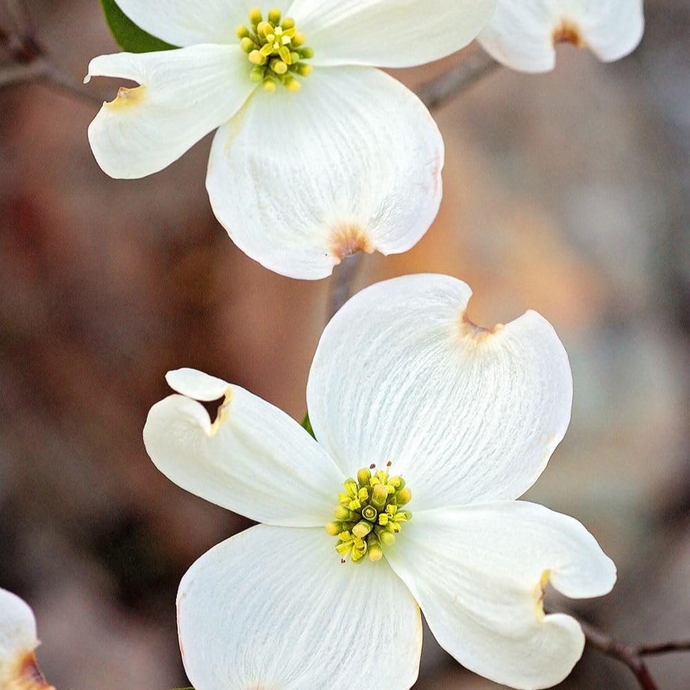 Generic The White Dogwood Tree, White Flowering, Charcoal Bark, Fruit Bearing, 1 gal, Nursery Pot (Due to Agricultural Laws, we Cannot Ship to CA, AZ, AK, or HI)