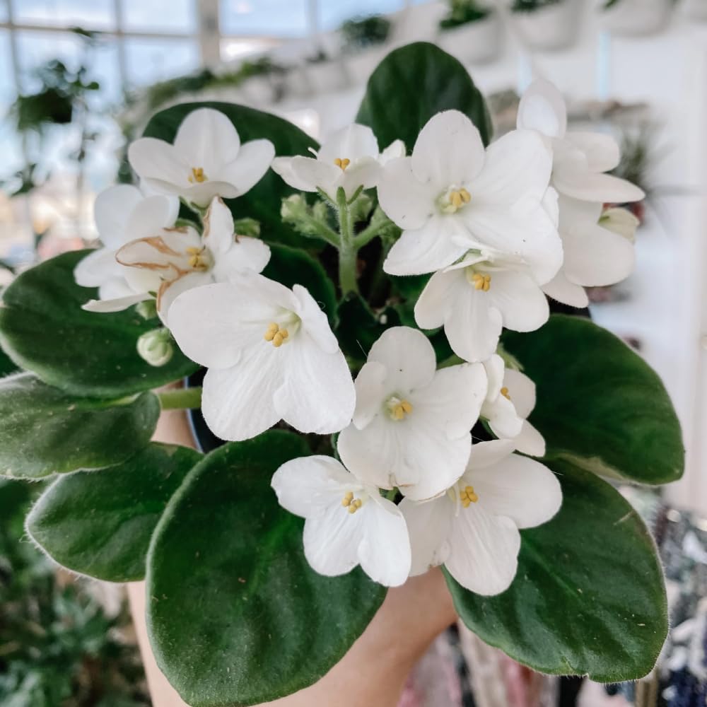African Violet Live Plant Houseplant in 4" Pot, Blooming Indoor Plant for Home or Office with Vibrant Flowers (White African Violet)