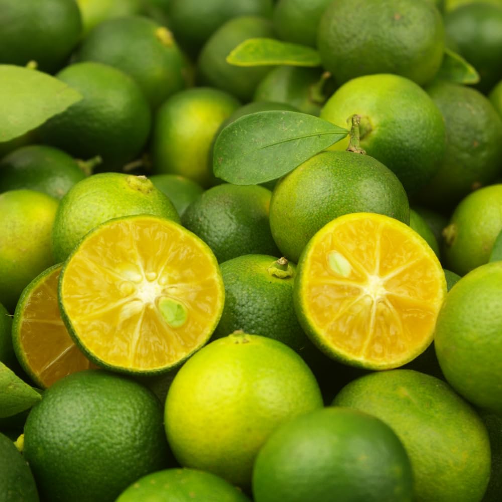 Calamansi Tree Live Plant in 5 Gallon Pot, Large Calamondin Kalamansi Citrus Fruit Tree