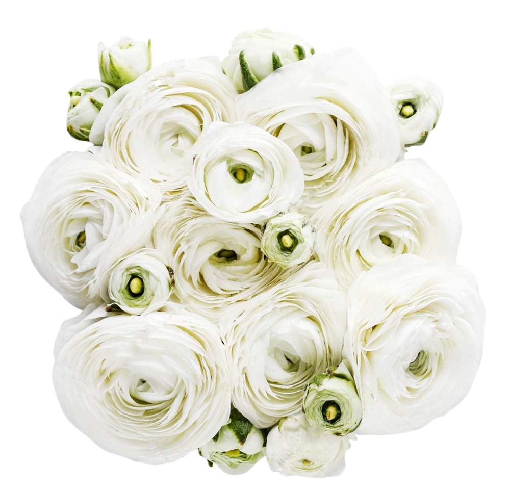White French Peony Ranunculus - 12 Largest Size Corms, Premium Bulbs for Growing Flowers, Stunning White Blooms, Ideal for Garden Beds, Perfect for Spring Planting