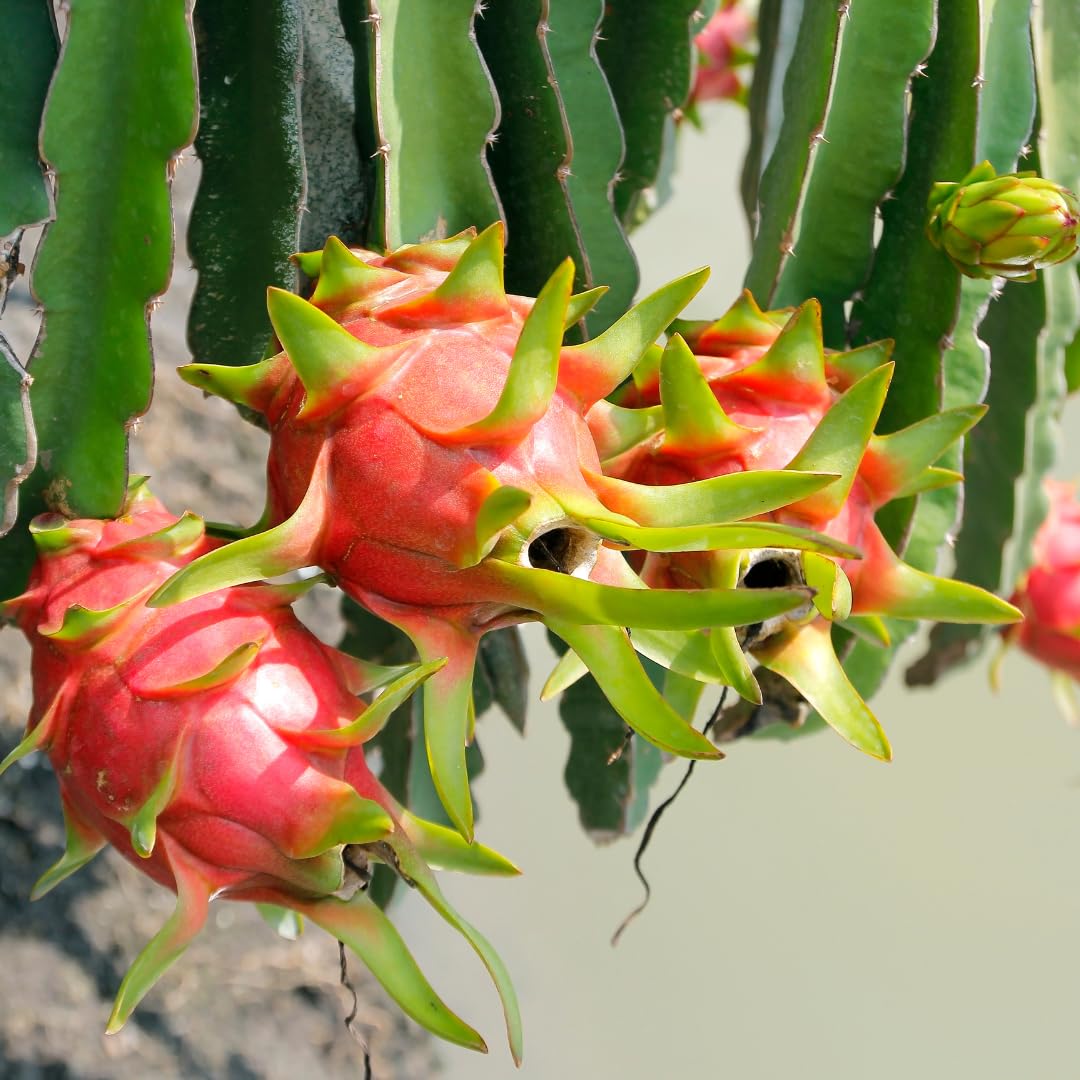 Live Red Dragon Fruit Plant, Sweet Dragon Fruit, 4 Inch Pot for Planting