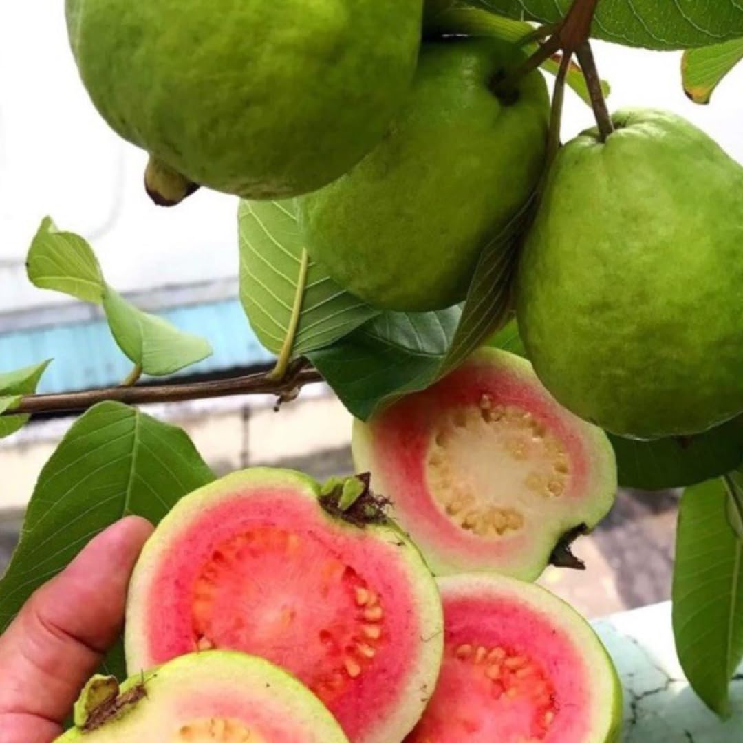 Live Pink Guava Tree Plant 1 Year Old Seedling, Guava Tree Fruit Plant, 5 to 8 Inches in Tall, No Pot