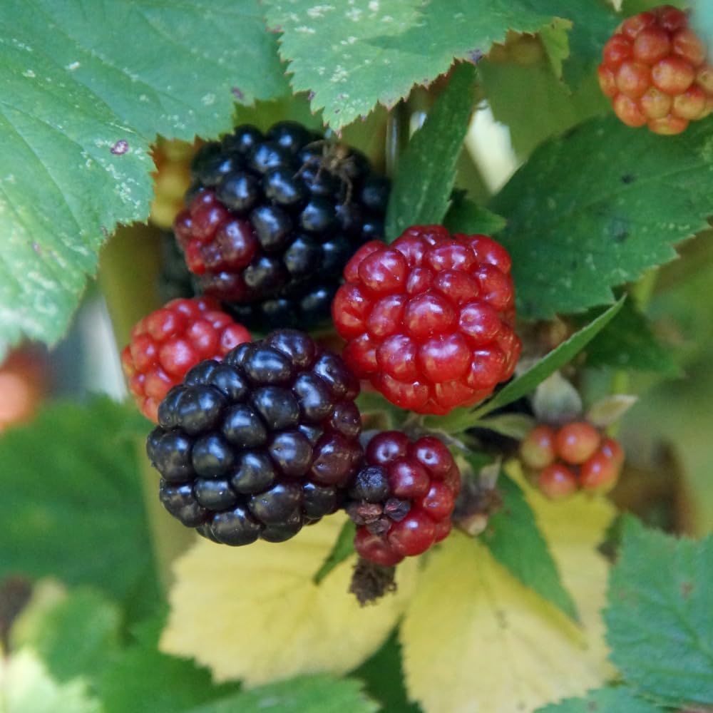 Pack 2 Thornless Boysenberry Plant, Boysenberry Plants Live for Planting, Fruit Tree Seedlings 4-6 Inches Tall, Fast Growing and Sweet Berries for Edible Garden