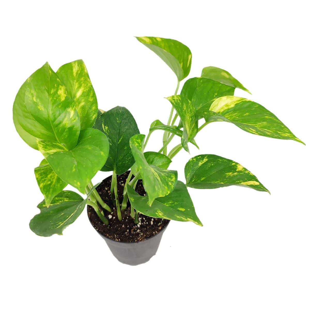 Live Houseplant 4" Golden Pothos - Easy Care Indoor Plant - House Plants Indoors Live - Low Light House Plants - Plants Live Houseplants - Air-Purifying Houseplant for Gift or Home Decoration