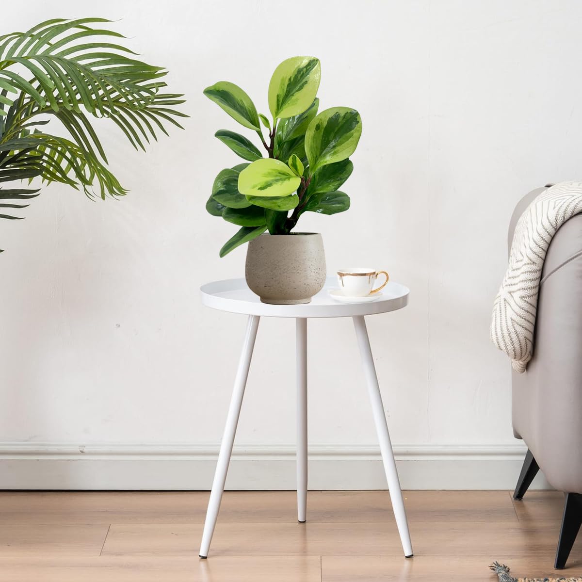 LEAL PLANTS ECUADOR Peperomia Obtusifolia (Pack of 2) Live Indoor Plant, Low Maintenance Compact Houseplant, Natural Air Purifier, Perfect for Home Decor, Unique Gift for Plant Lovers