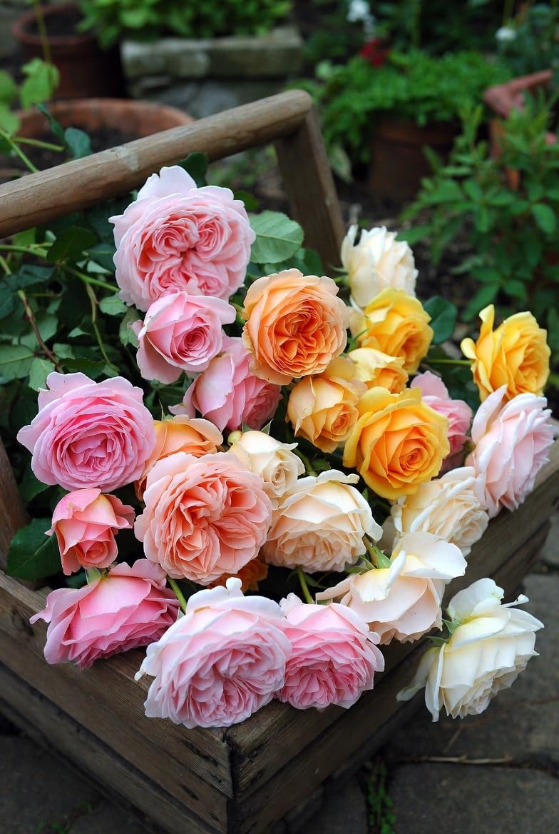 Earth Angel Parfuma Rose, 1.5 Gal Potted, Blush Pink Peony-Shaped Blooms, Own Root, Hardy Zones 5-10, Live Plant, Stargazer Perennials