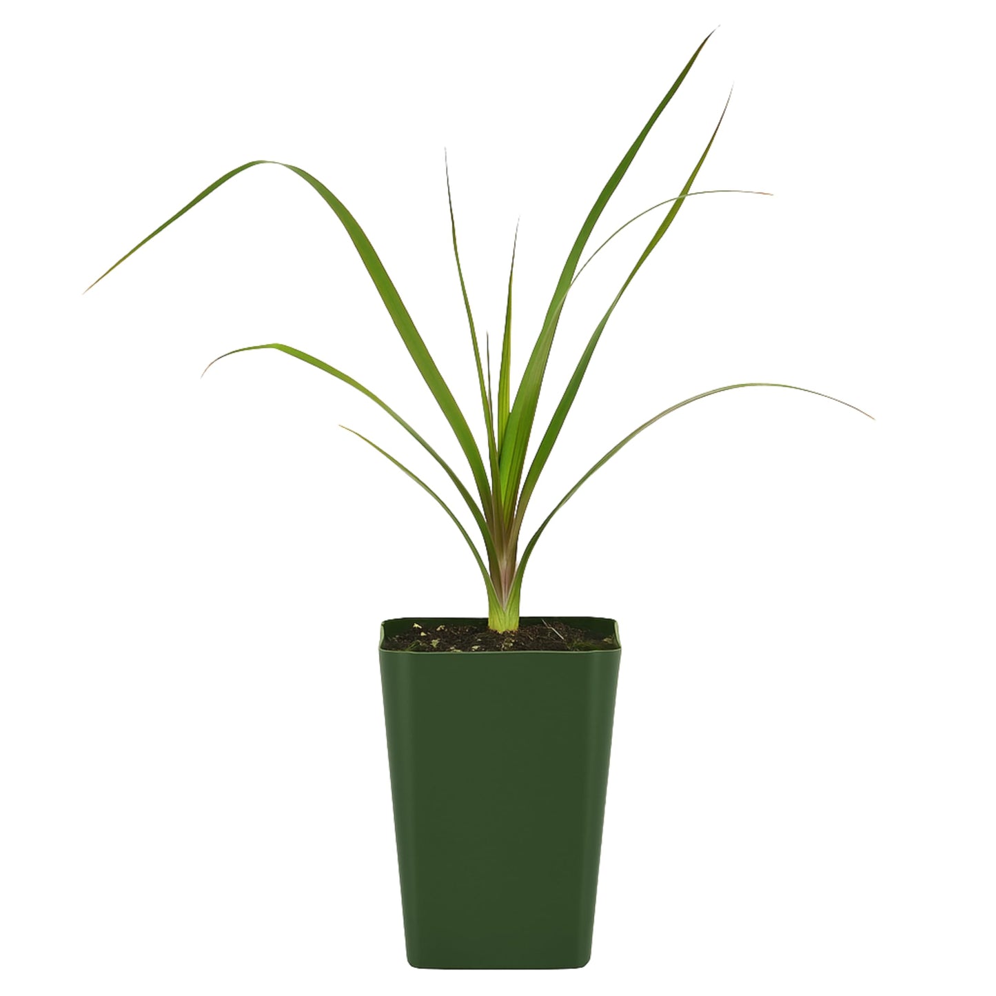 MyShelfie - Ponytail Palm (Beaucarnea Recurvata) Live Indoor House Plant in 2-Inch Pot – Low Maintenance, Air-Purifying Plant