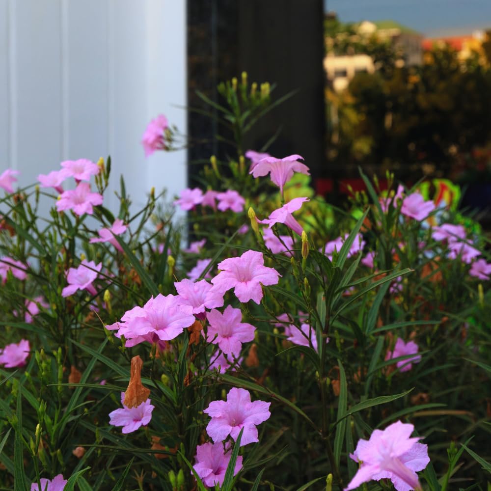 2 Pink Mexican Petunia Plants Live, 5 to 7 Inches, Petunia Flower Live Plant, Shrub Plant Gardening