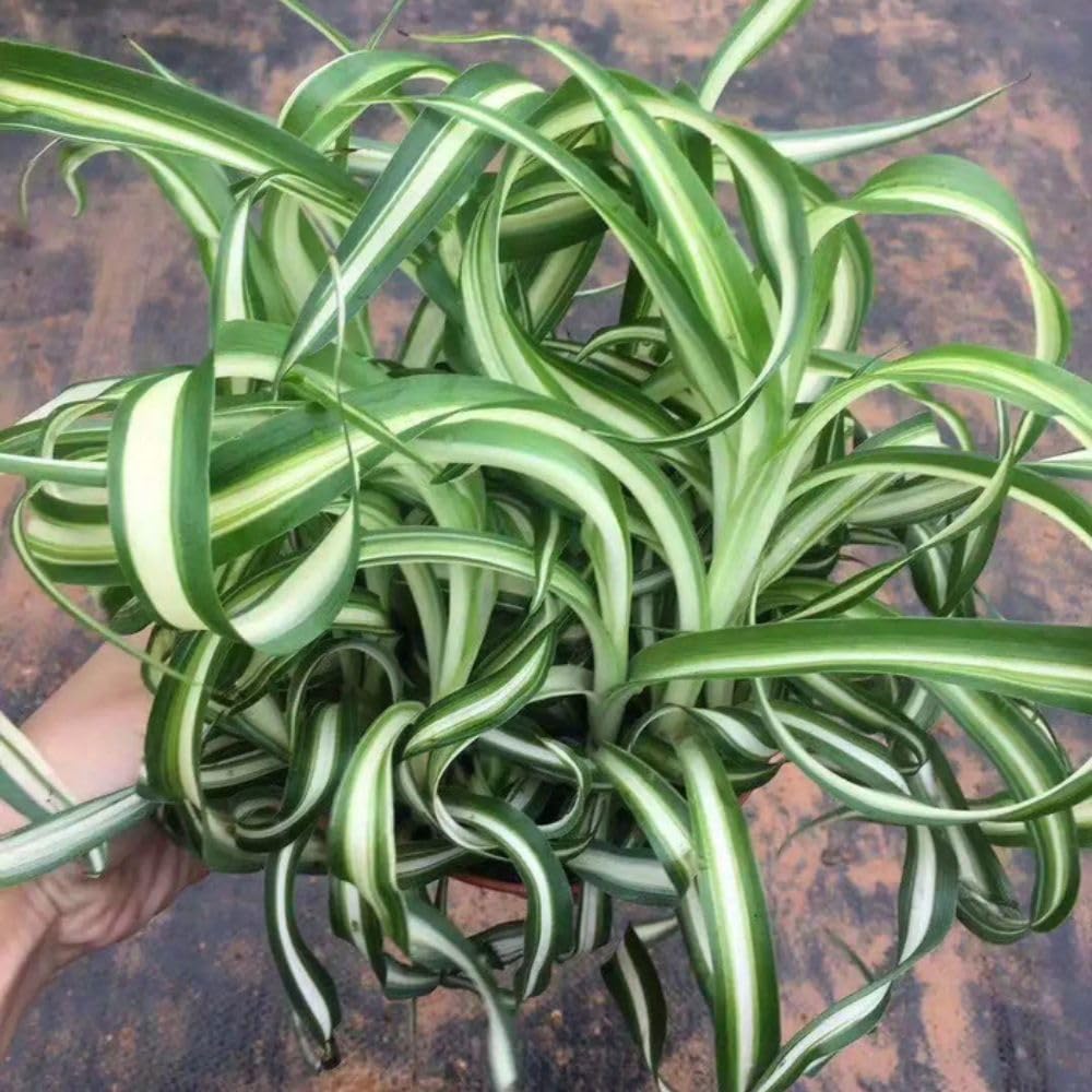 Variegated Curly Spider Live Plant 2" Pot, Spider Plants, Chlorophytum Curly Spider Airplane Plants for Planting Indoor Outdoor