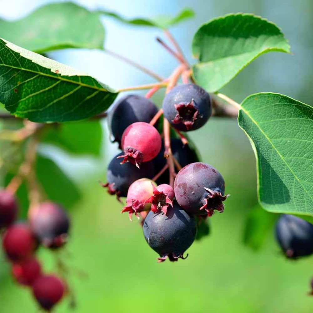 Serviceberry Plant Live 6 to 12 Inch Tall, Thornless Serviceberry Bush Live Plant Well Rooted to Grow