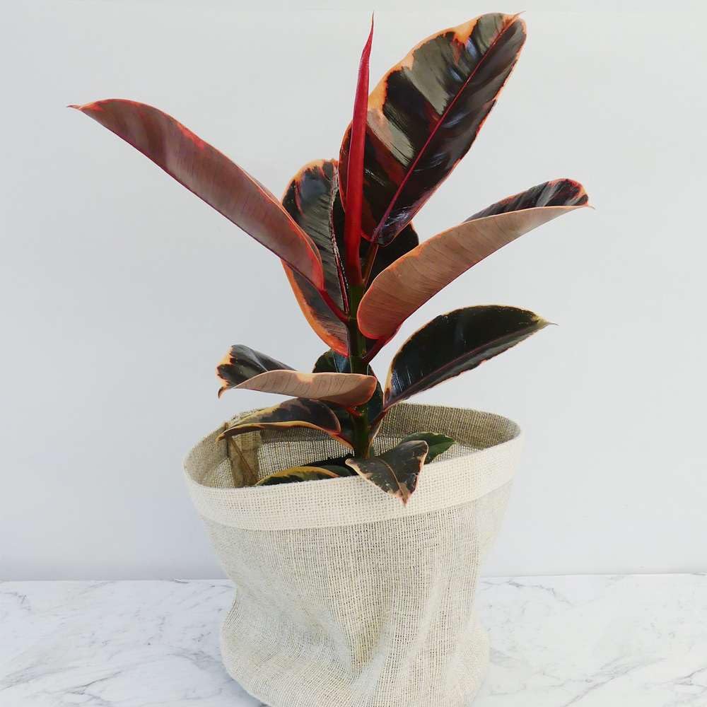 Ficus Elastica 'Ruby Pink' Live Plant for Indoor | Different Houseplants in 4'' & 6'' Pot | Real House Plant for Living Room, Office, Desk & Bathroom | Variegated Rubber Tree