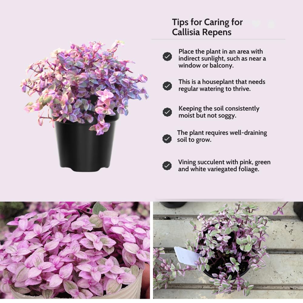 Pink Lady Callisia Repens Plant Live, Callisia Repens Succulent Plants, Pink Turtle Vine Indoor Houseplant, 4 Inch Pot