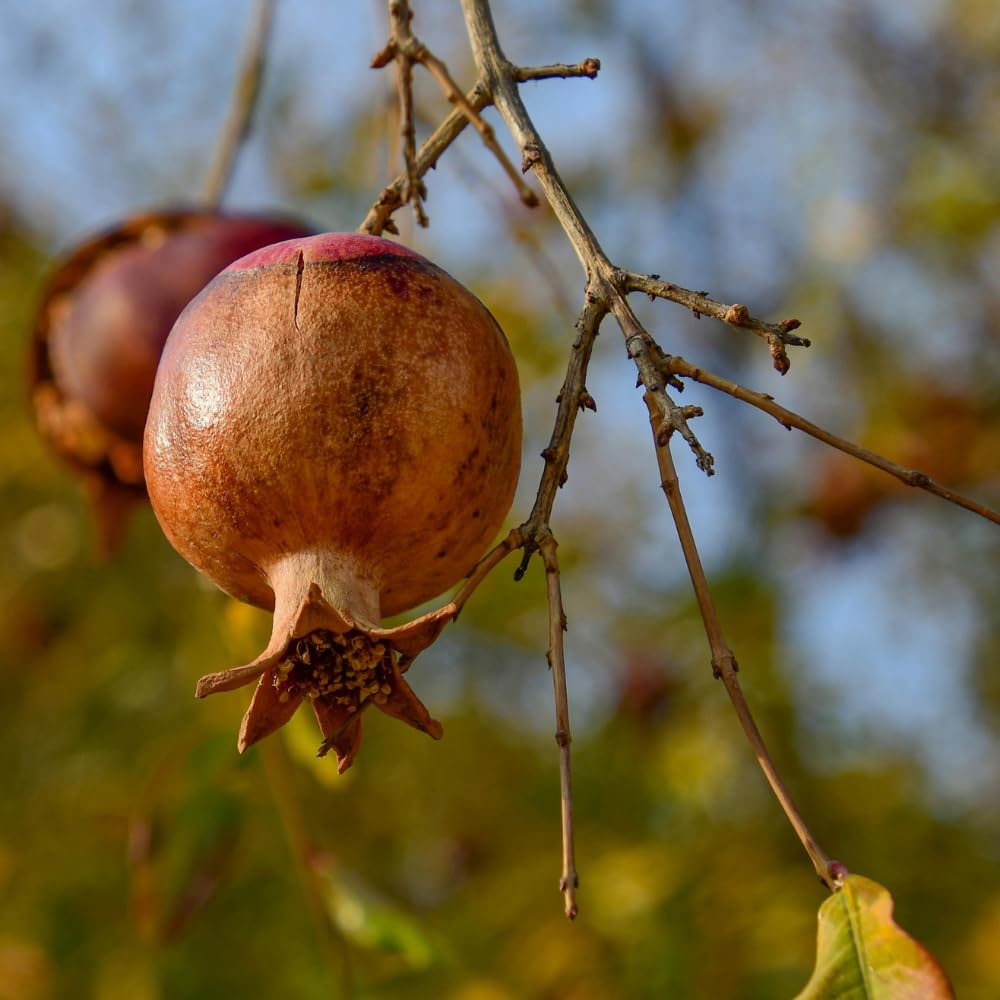 Pomegranate Tree Live Plant, Sweet Fruit 2–3 Ft Tall in 3 Gallon Pot, Cold Hardy Outdoor Garden Tree, No Ship to CA