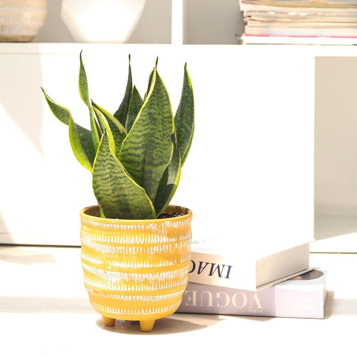 Snake Plant Sansevieria Laurentii (4 inch) - Lucky Houseplants - 4/6 inch Unique Live Decorative Houseplants - Easy to Care Indoor Plants, Perfect for Office, Home & Feng Shui Decor