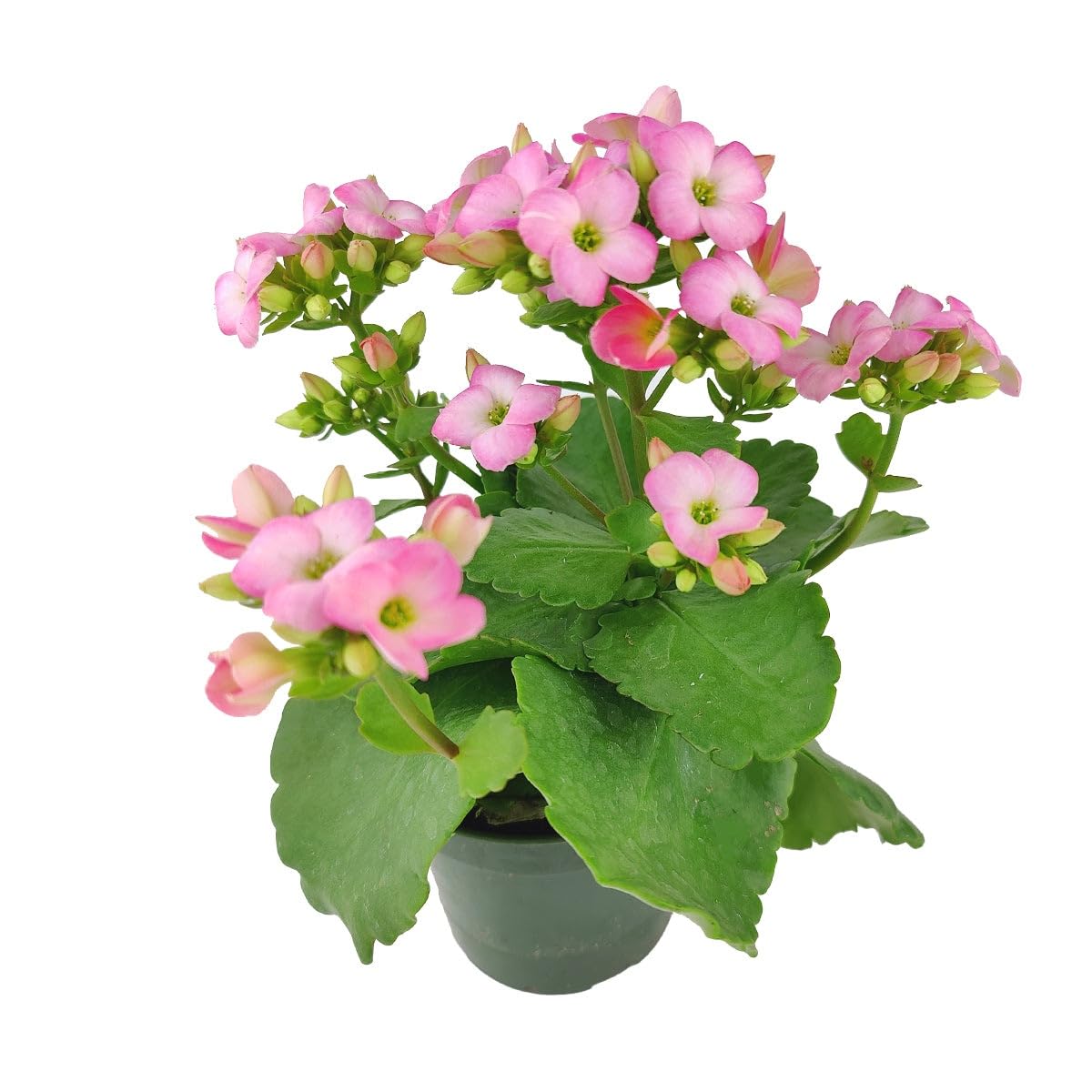 Live Indoor Flowering Houseplants, Pink Kalanchoe blossfeldiana Flaming Katy in 4" Grower Pot, Easy Care Houseplants, Live Plants for Home and Office Decor