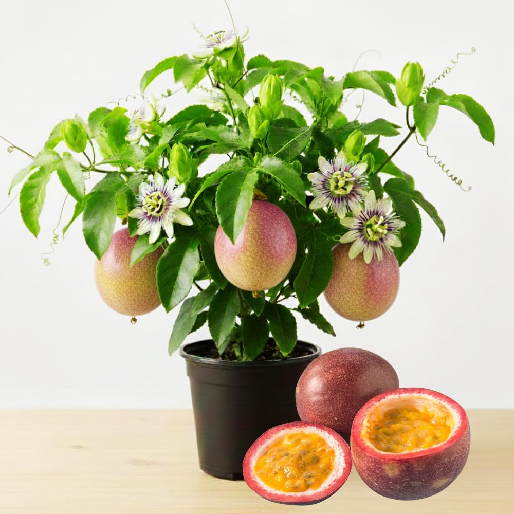 Sweet Passion Fruit Plant Live, Fragrant Passion Fruit Tree Live Plant, Edible Fruit Bearing Vine, Perennial Tropical Plant for Outdoor Gardening, 4-6 Inches Tall